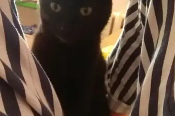 Объявления о пропавших и найденных животных, Чебоксары, фото: Пропала черная кошка на Красной площади, 7 в Чебоксарах.