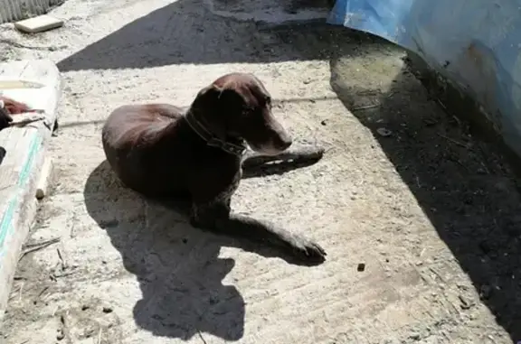 Найден чистопородный пёс на Лесной улице, Холмское сельское поселение