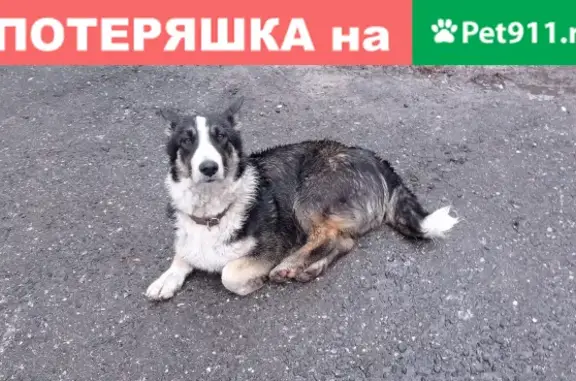 Собака найдена на Кузоватовской 11 в Ульяновске.