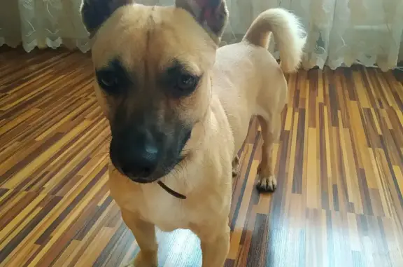 Найденные животные Ростов-на-Дону, фото: Найдена собака возле парка Собино, адрес: пер. Желябова, 12