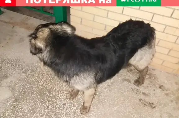 Собака найдена на ул. Б.С.Маркова, Чебоксары