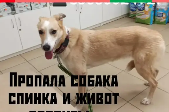 Пропала собака Джеки, Дербышки, Казань