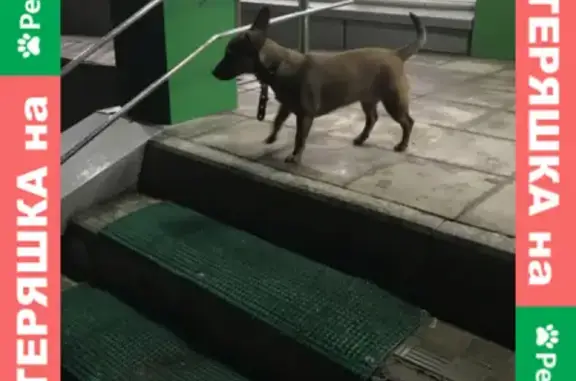 Потерянная маленькая собака на Гоголевской, ищет хозяев в магазине Пятерочка