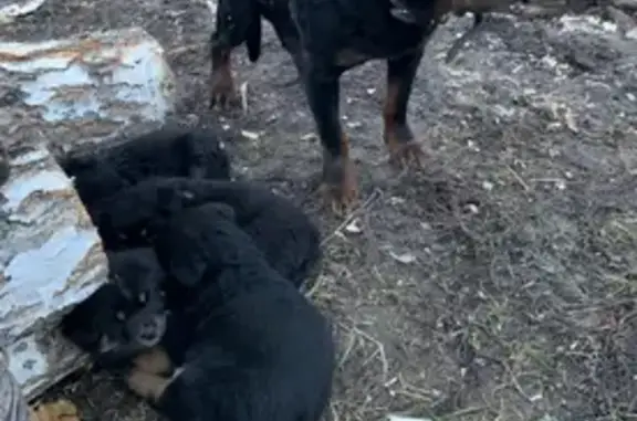 Собака с кутятами найдена в Новопокровском: звоните, если знаете ее хозяев!