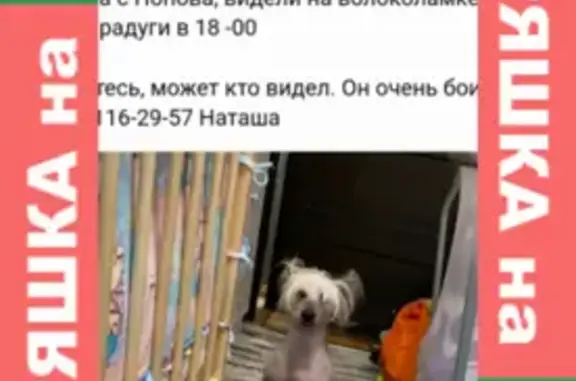 Собаки потеряшки, Тверь, фото: Потеряшка собака Дюша в районе Попова, контакты в описании