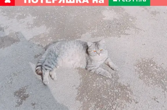 Кошка найдена на улице Комарова, 26 в Туймазах