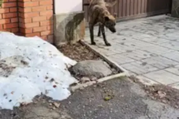 Найден пёс на Сузановской, 21 в Лопатино, МО