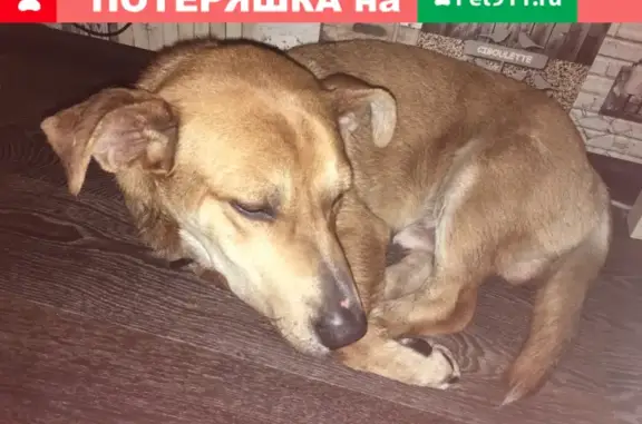 Собака найдена возле Олимпийского жилого массива, Воронеж