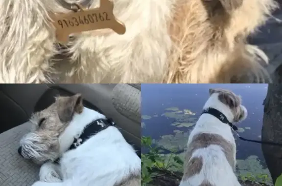 Пропала собака в Остафьево и окрестностях, вознаграждение!