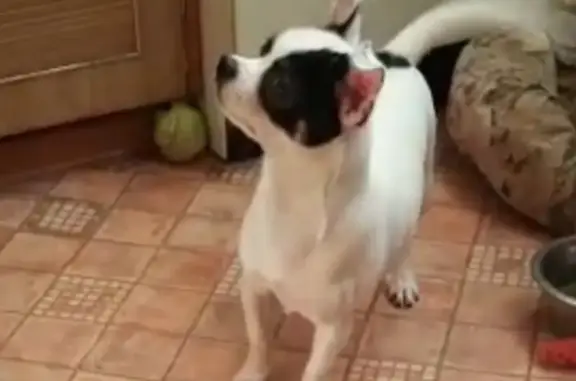 Собаки потеряшки, Санкт-Петербург, фото: Потеряшка собака Зойка на Пр.Ветеранов 9.04.22, ищет дом в районе Народного Ополчения.