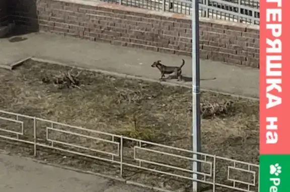 Найдена собака на улице 60-летия Октября 23к1 (Кузнечиха)