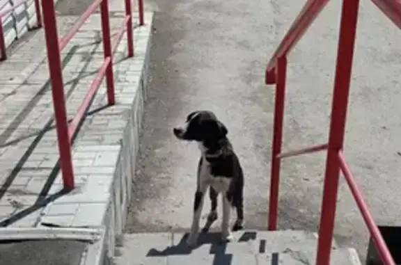 Найдена черно-белая собака на ул. Гоголя, 180, Новосибирск