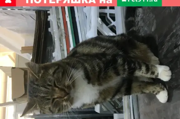 Пропал кот на улице Мира, 5 в Обнинске