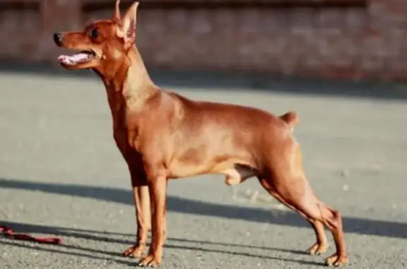 Пропала собака в Нефтеюганске: кобель породы Цвергпинчер, кличка Ральф