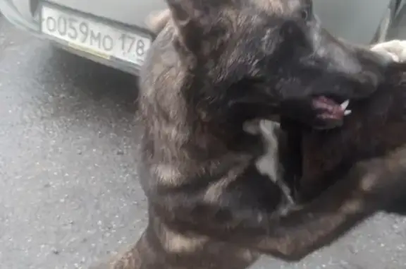 Найдена собака на Софийской 28, ищем хозяев или отдадим в добрые руки