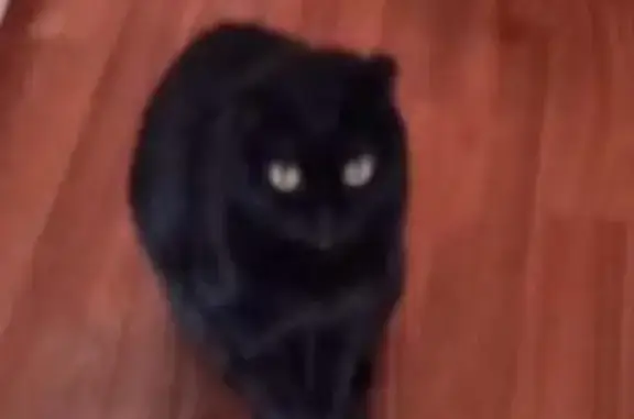 Потерянные животные Ростов-на-Дону, фото: Пропала кошка на пр. Коммунистическом 38/1