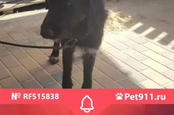 Найдена собака в Таврово-10, ищем хозяина