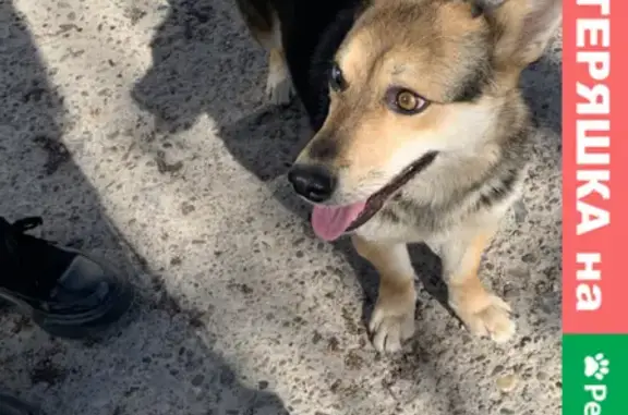 Найдена слепая собака на пр. Ленина