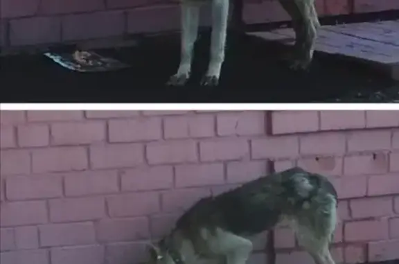 Потерянные животные Новокузнецк, фото: Пропала собака в Кузнецком районе, ищем Кнопу с зелёной биркой.