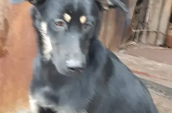 Найдена собака в Ногинске