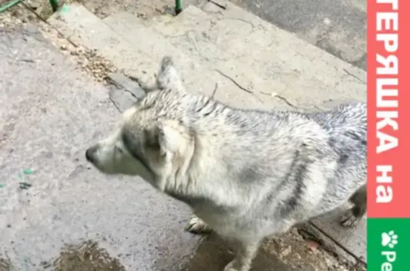 Собака Хаски без ошейника на ул. Марата, 192, Тула