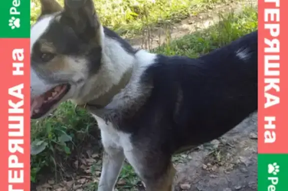 Пропала собака Пес в Мошково, откликается на имя Муха