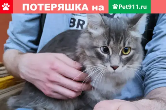 Найдена кошка на ул. Зои Космодемьянской, Воронеж