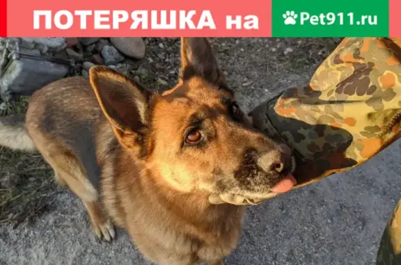 Собаки потеряшки, Калининград, фото: Потеряшкаи две собаки в Холмогоровке