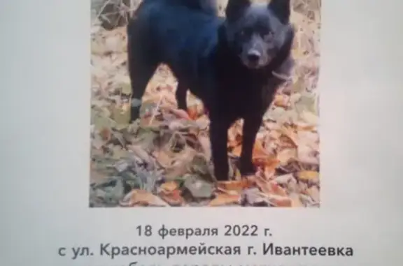 Пропала собака на Красноармейской улице, Ивантеевка