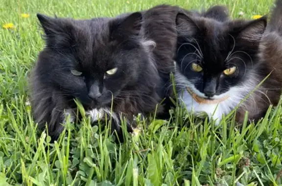 Кошки потеряшки, Ярославль, фото: Потеряшка кошка в Ярославле