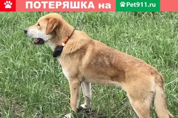 Пропала собака на Михайловском шоссе, Белгород.