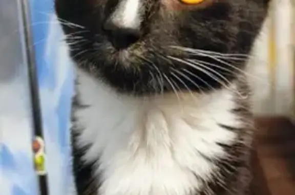 Кошки потеряшки, Санкт-Петербург, фото: Потеряшка кошка на Васильевском острове, Санкт-Петербург