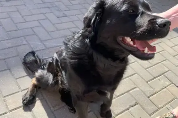 Найденные животные Ростов-на-Дону, фото: Найден черный лабрадор возле торгового центра Горизонт в Ростове