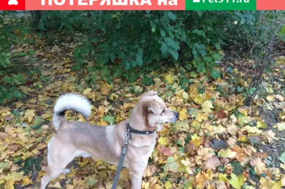 Пропала собака на Ольгинском шоссе