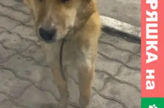 Собака у трассы на Восточном шоссе, Нижний Тагил