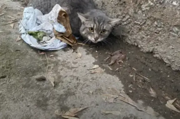 Найден домашний кот на ул. Карла Маркса, 19