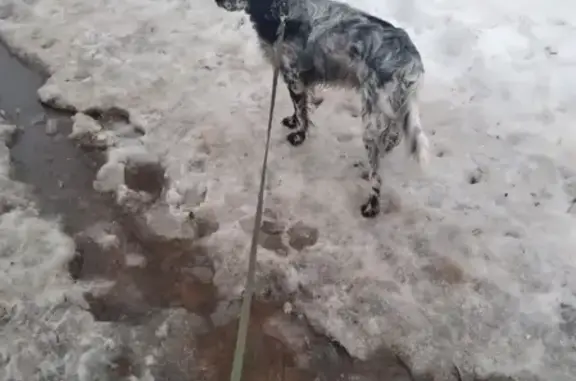Пропала собака Вьюга возле ЗАРЯ, Саров, Нижегородская область