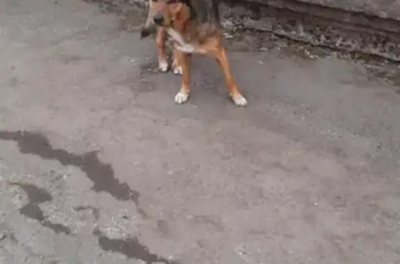 Найдена собака возле остановки МЖК на Иртышском проезде в Хабаровске