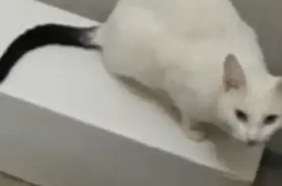 Объявления о пропавших и найденных животных, Чебоксары, фото: Пропала белая кошка с чёрным хвостом на Хузангая, 11