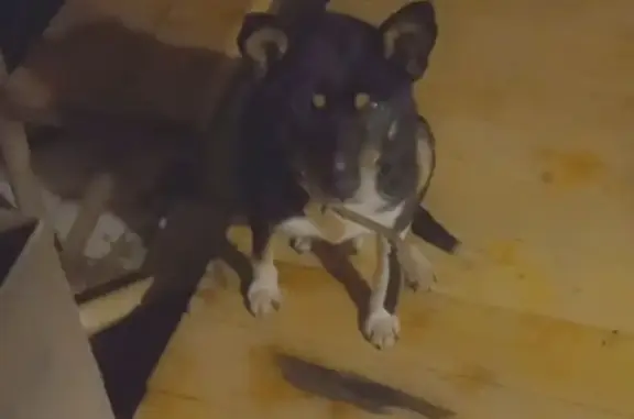 Пропала собака на Пролетарской улице в Белебее