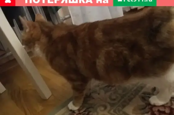 Кошка найдена на пр-те Красной Армии, Сергиев Посад