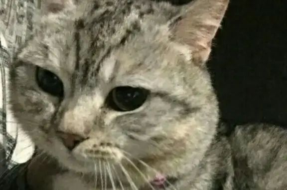 Пропала кошка на улице Ленина, Чишминский поссовет