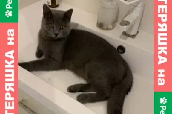 Кошки потеряшки, Казань, фото: Потеряшка кот Виски, адрес: 9-я Давликеевская улица, 6А, Казань