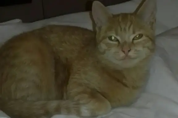 Пропала рыжая кошка на Ворошилова в Челябинске
