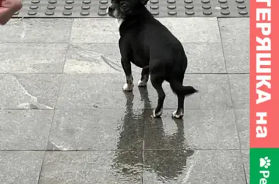 Найдена собака у метро Щукинская, Москва