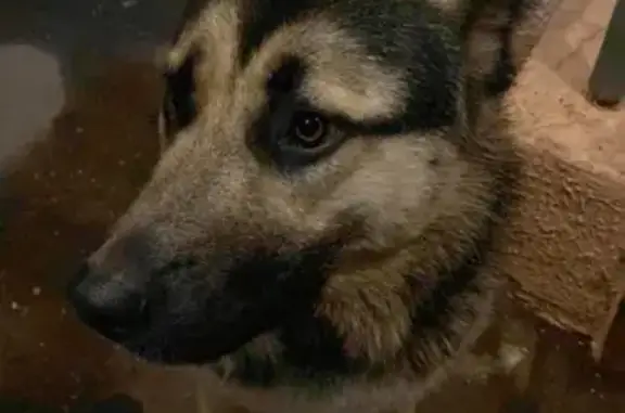 Собака найдена на Нагатинской улице, Москва