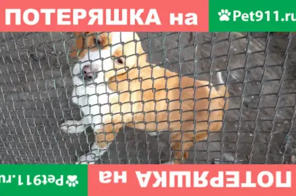 Собака-бигль ищет хозяев на Литвинова, Абакан.