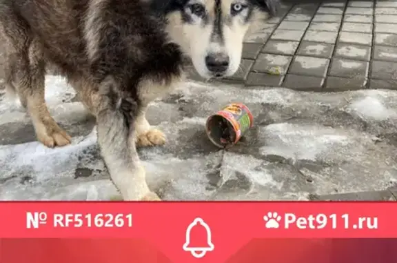 Найдена собака в ЖК Татьянин парк, метро Говорово