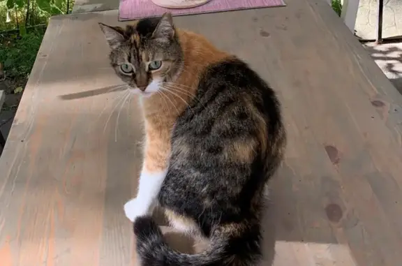 Кошки потеряшки, Санкт-Петербург, фото: Потеряшка кошка на ул. Пестеля, д. 19 (СПб)