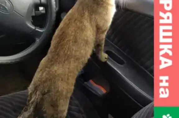 Пропала кошка Марьяша на улице Федотова, Усть-Илимск